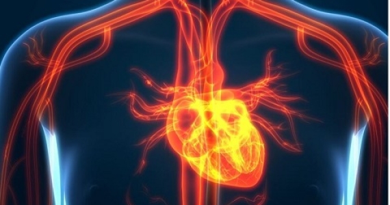 7 Simple Steps to Avoid a Heart Attack